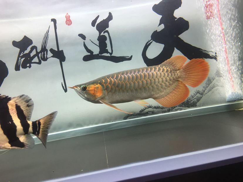 龍虎爭霸 觀賞魚 第6張