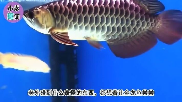 金龍魚捕食（金龍魚捕食習(xí)性相當(dāng)顯著，金龍魚的捕食習(xí)性體現(xiàn)了其兇狠的一面）