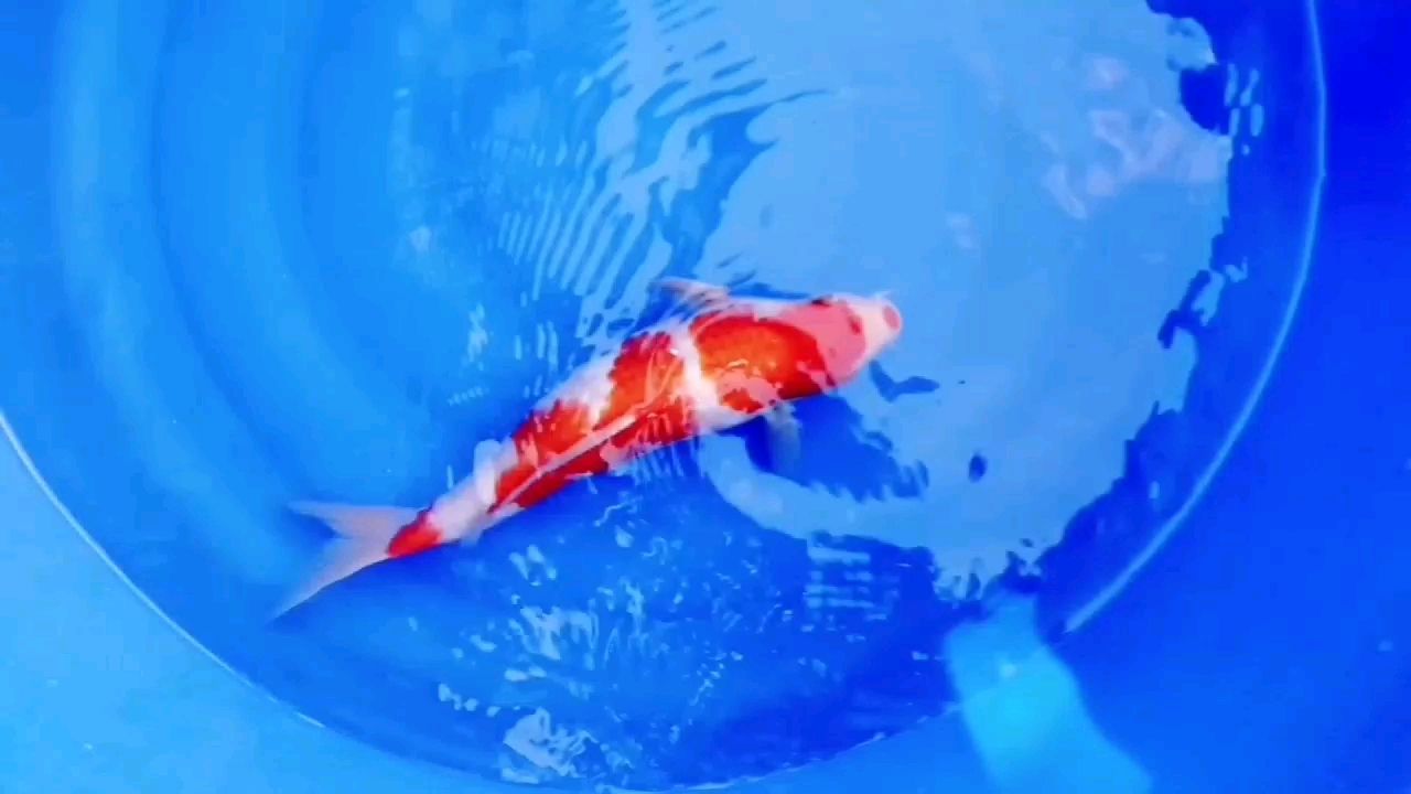 安陽水族館靚仔 朱巴利魚苗 第2張