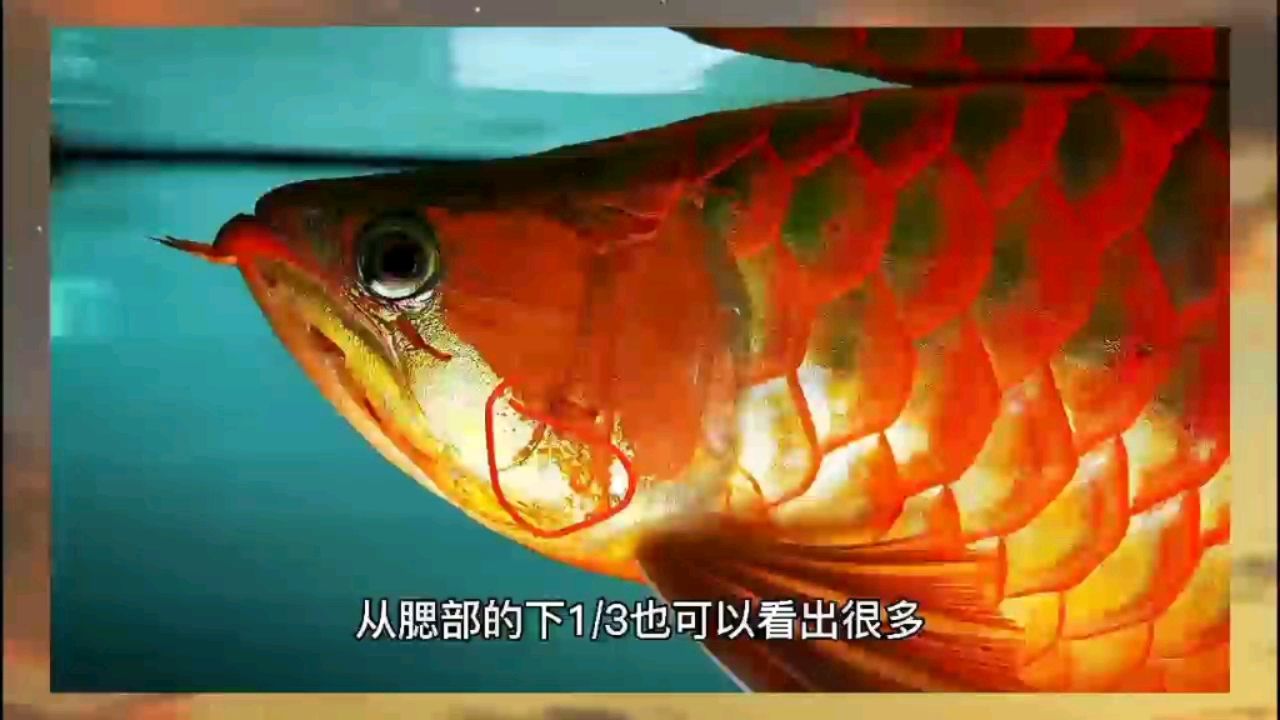 紅龍鱗片粗框發(fā)色模式涂色增彩 紅龍魚百科 第2張