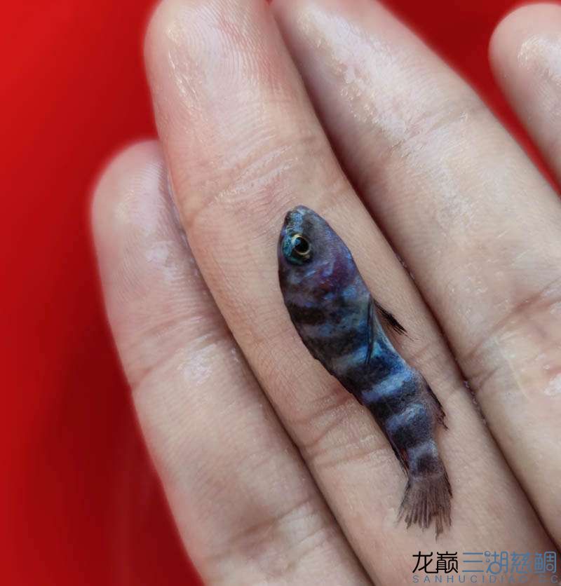 透露一個福建魚商奸商亂發(fā)貨騙錢賣的垃圾魚病魚 B級過背金龍魚 第13張