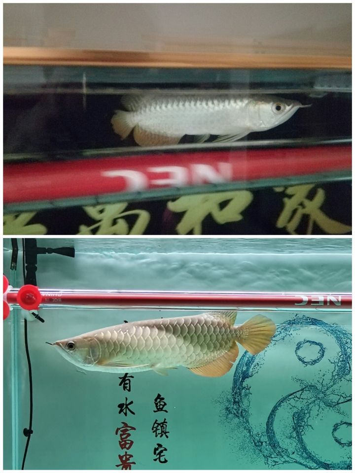 進缸三百三十二天變化很大 水族世界 第2張