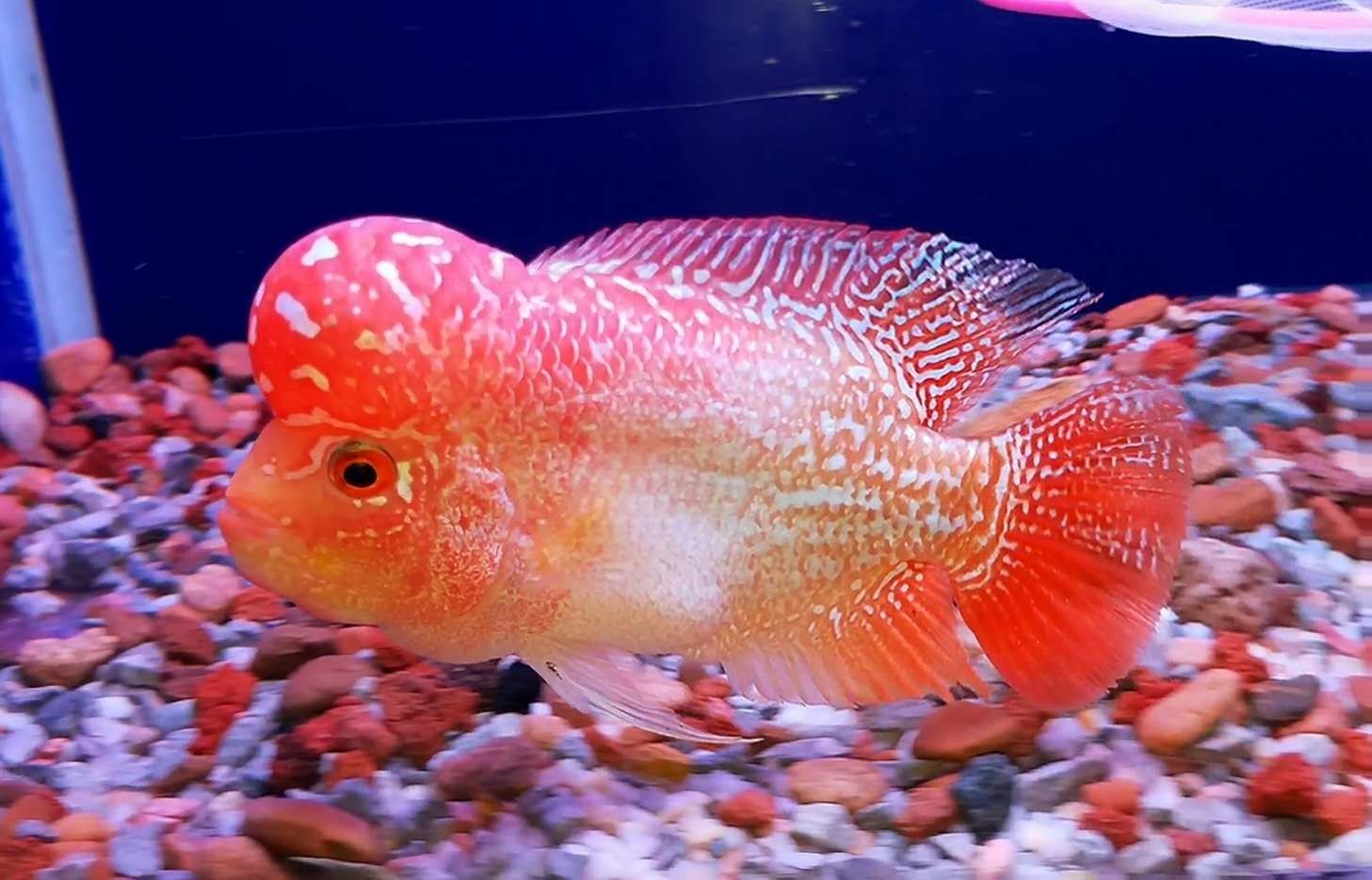 滁州水族館這是金鳳凰嗎？ 星點金龍魚 第4張