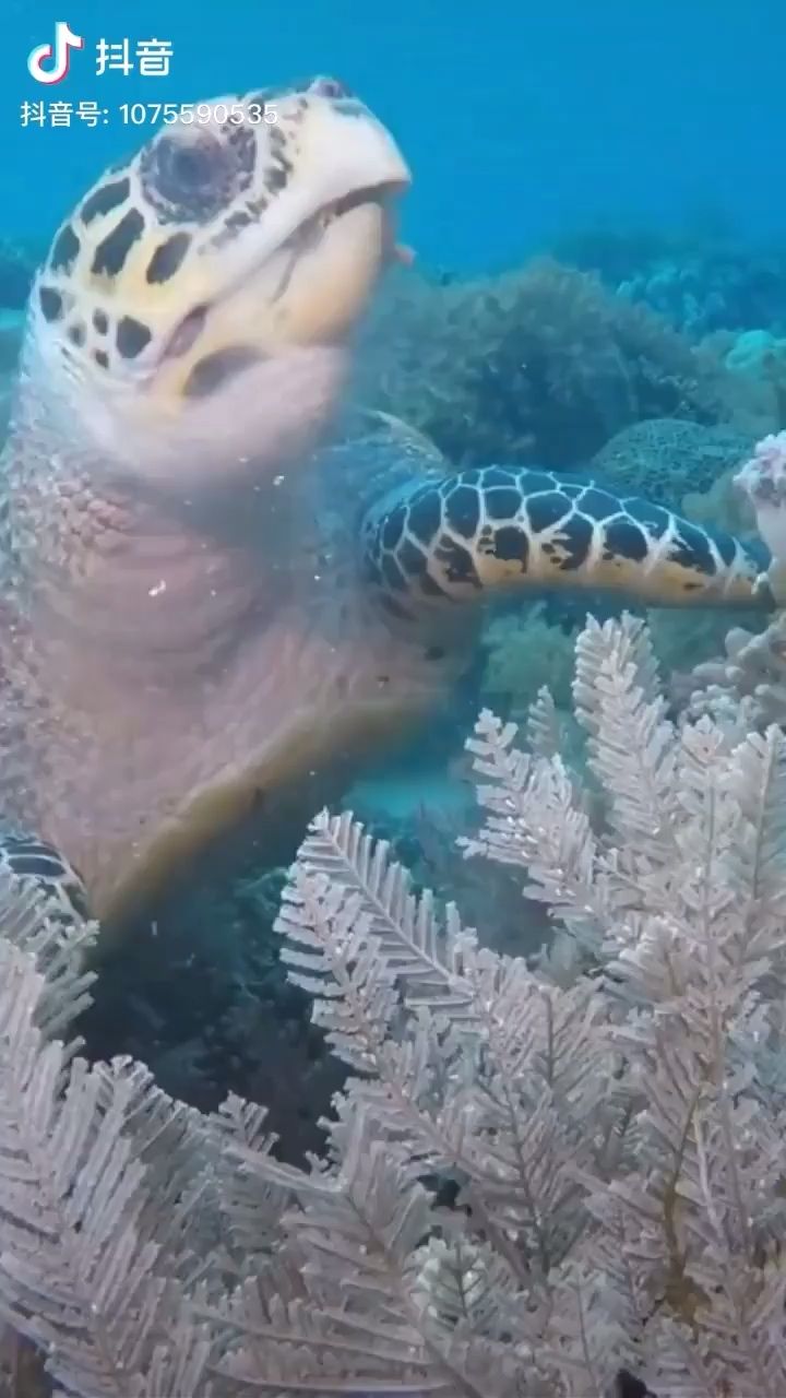 重慶水族館找個(gè)好太難了