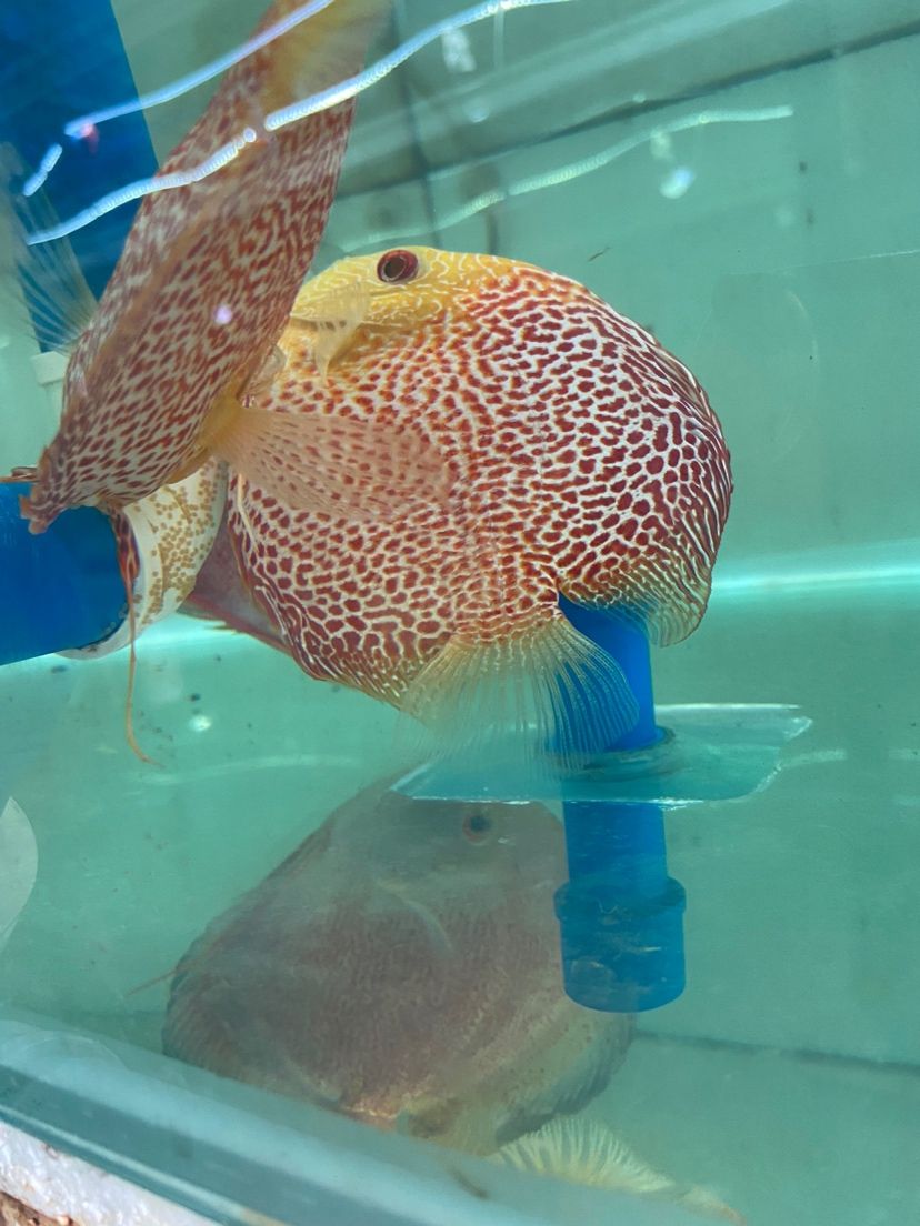 甘孜藏族自治州水族館白化豹蛇豹點(diǎn)