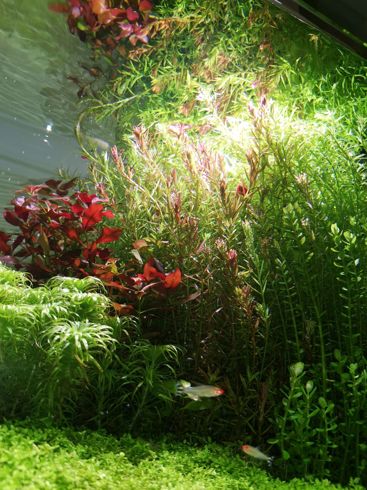 朔州水族館草缸2個月了荷蘭景真是費腰布局簡單