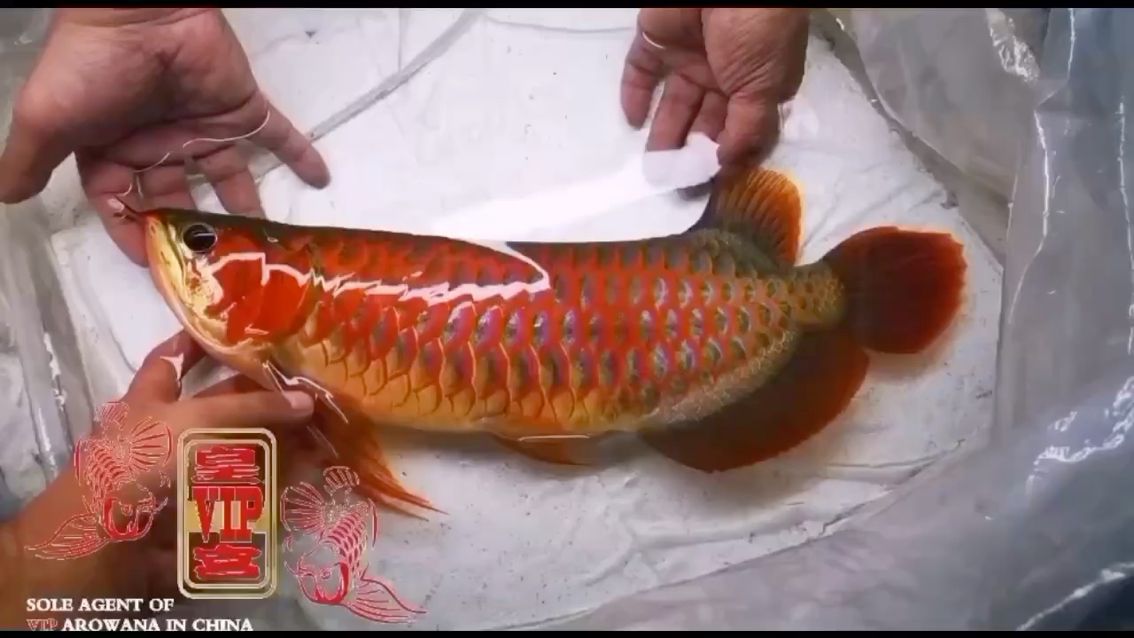 鶴壁觀賞魚市場皇宮血紅龍 觀賞魚市場（混養(yǎng)魚） 第2張