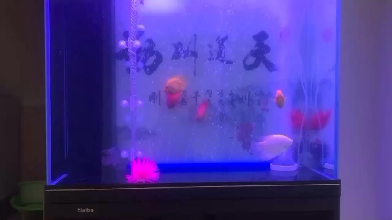 養(yǎng)魚也是一種生活