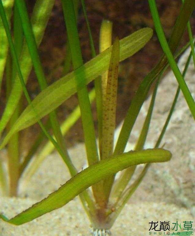 資陽觀賞魚市場樣子酷似水蘭的水草苦草