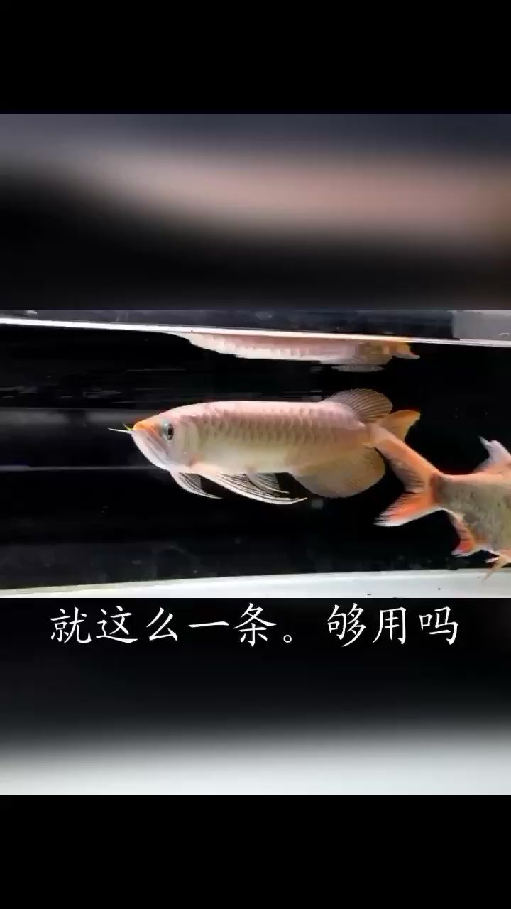 夠用嗎 黑桃A魚 第2張