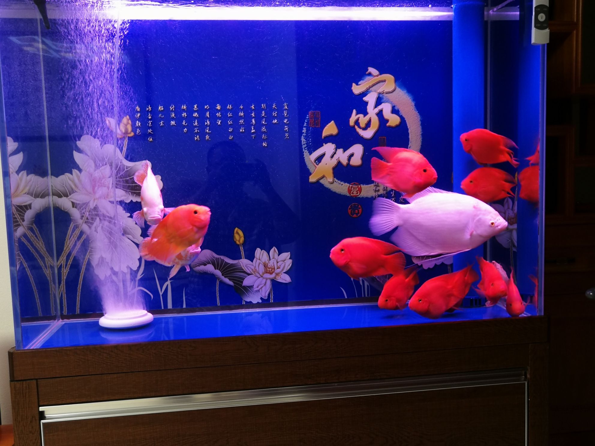 廊坊水族館分享下養(yǎng)魚一年的一點心得