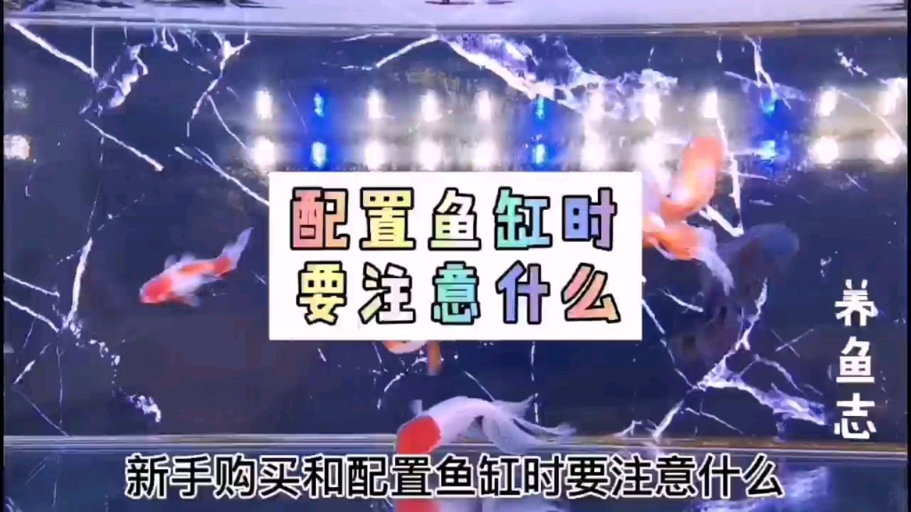 配置魚缸時要注意什么