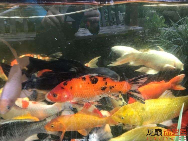 天津觀賞魚市場(chǎng)求助臺(tái)風(fēng)過(guò)后魚都開始長(zhǎng)黑斑該怎么預(yù)防和治療？