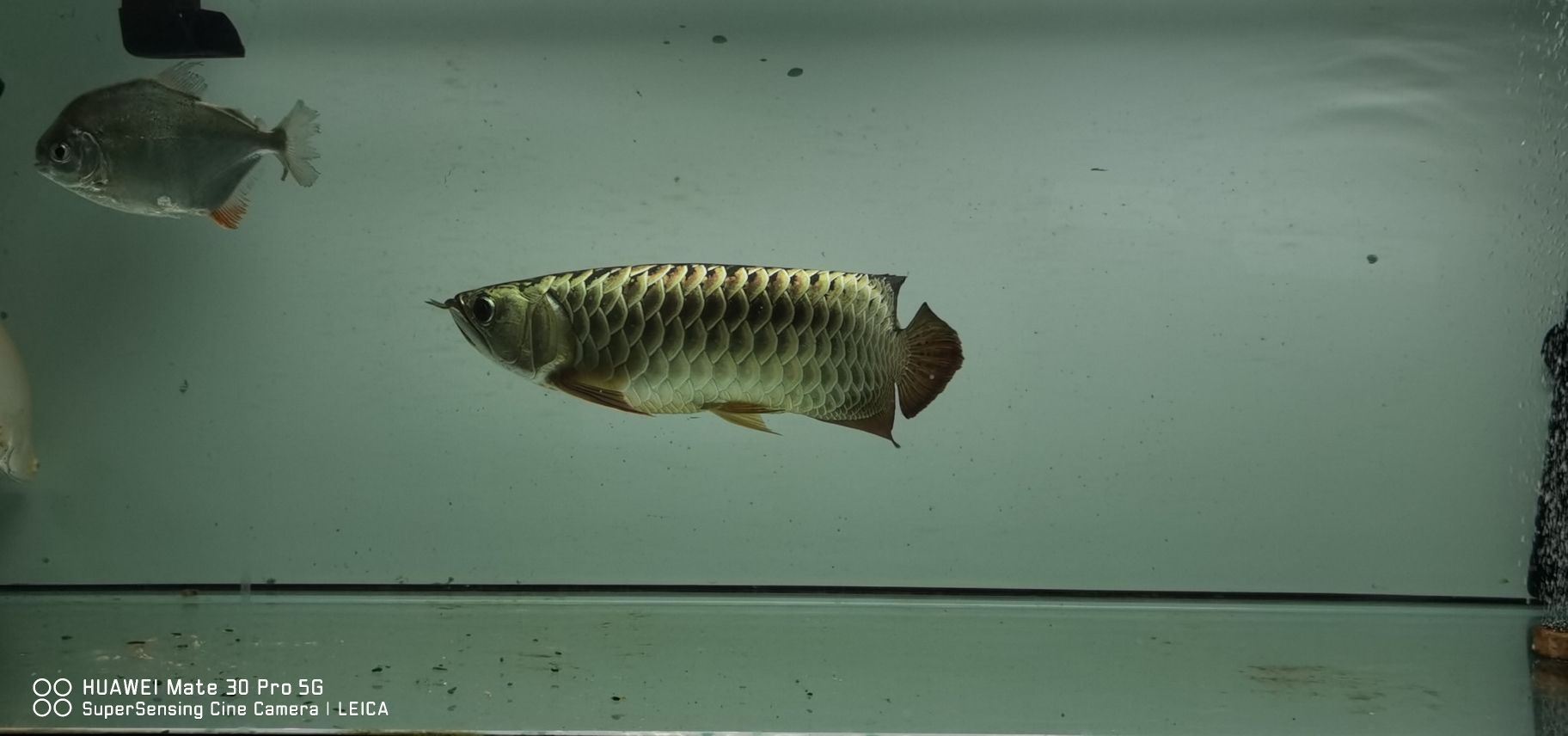 定期交作業(yè) 黃鰭鯧魚(yú) 第8張