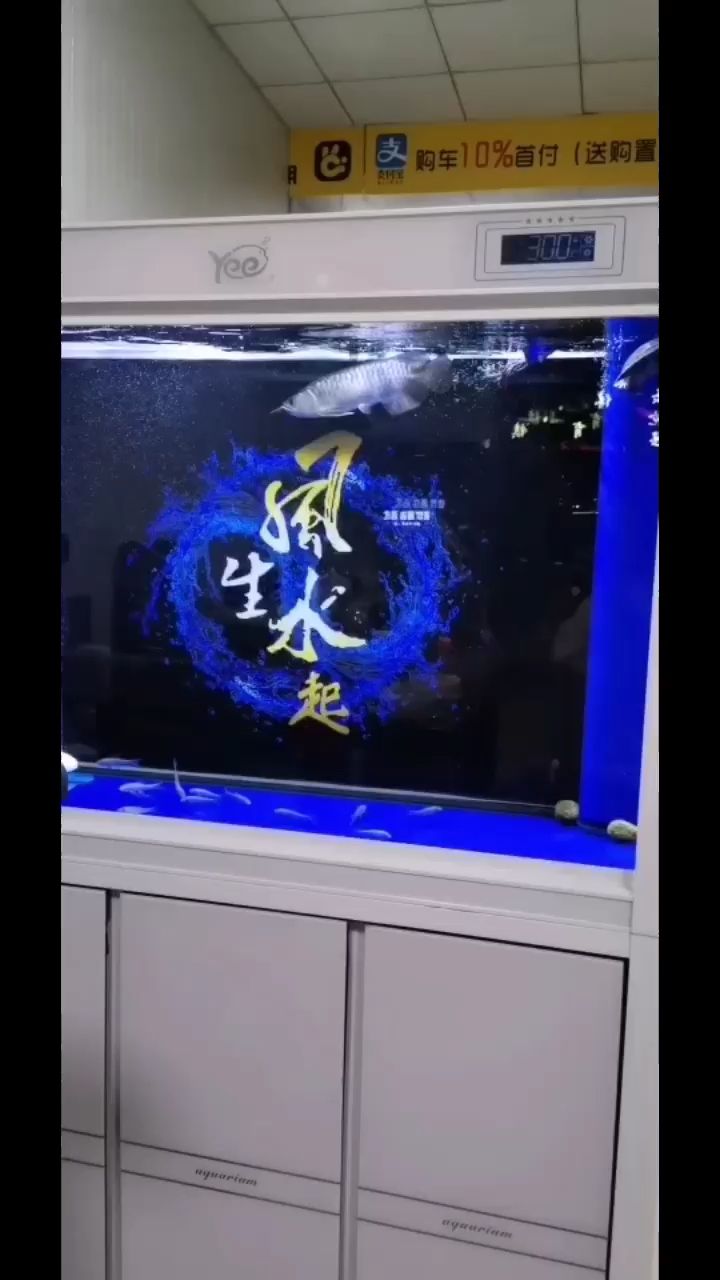 龍魚亂串