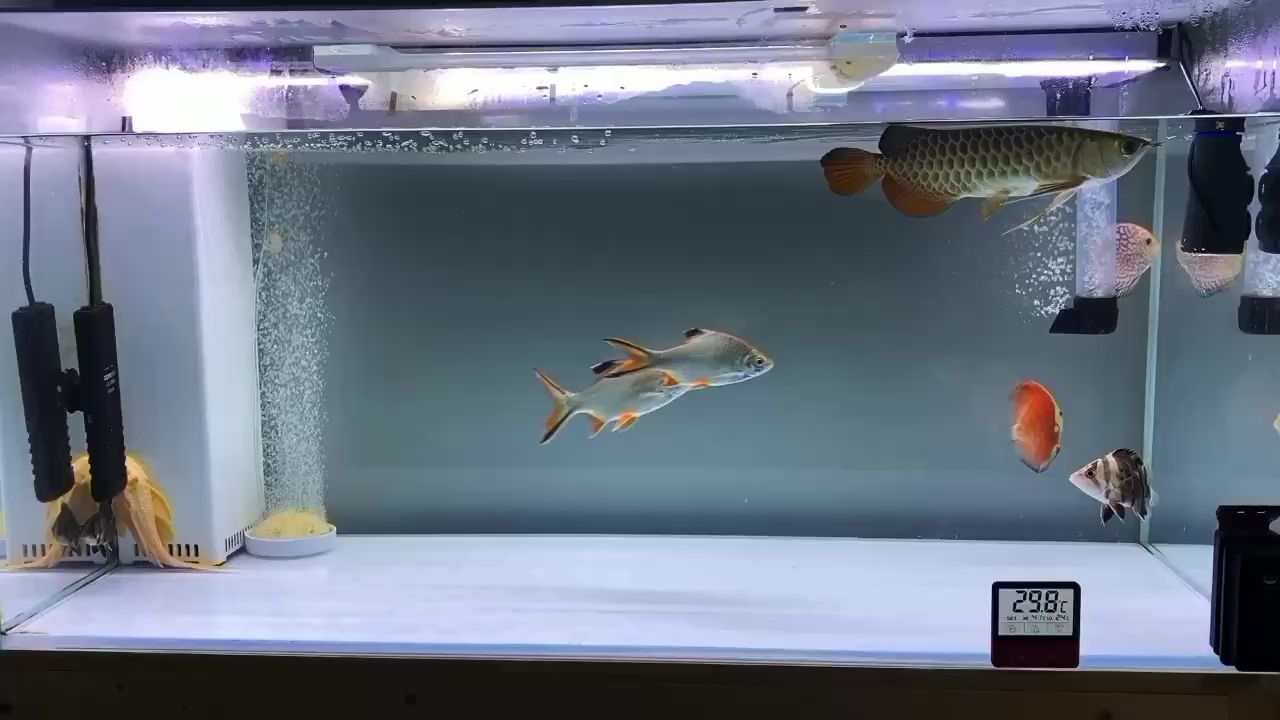 黔西南布依族苗族自治州水族館分享龍魚日常 月光鴨嘴魚 第2張