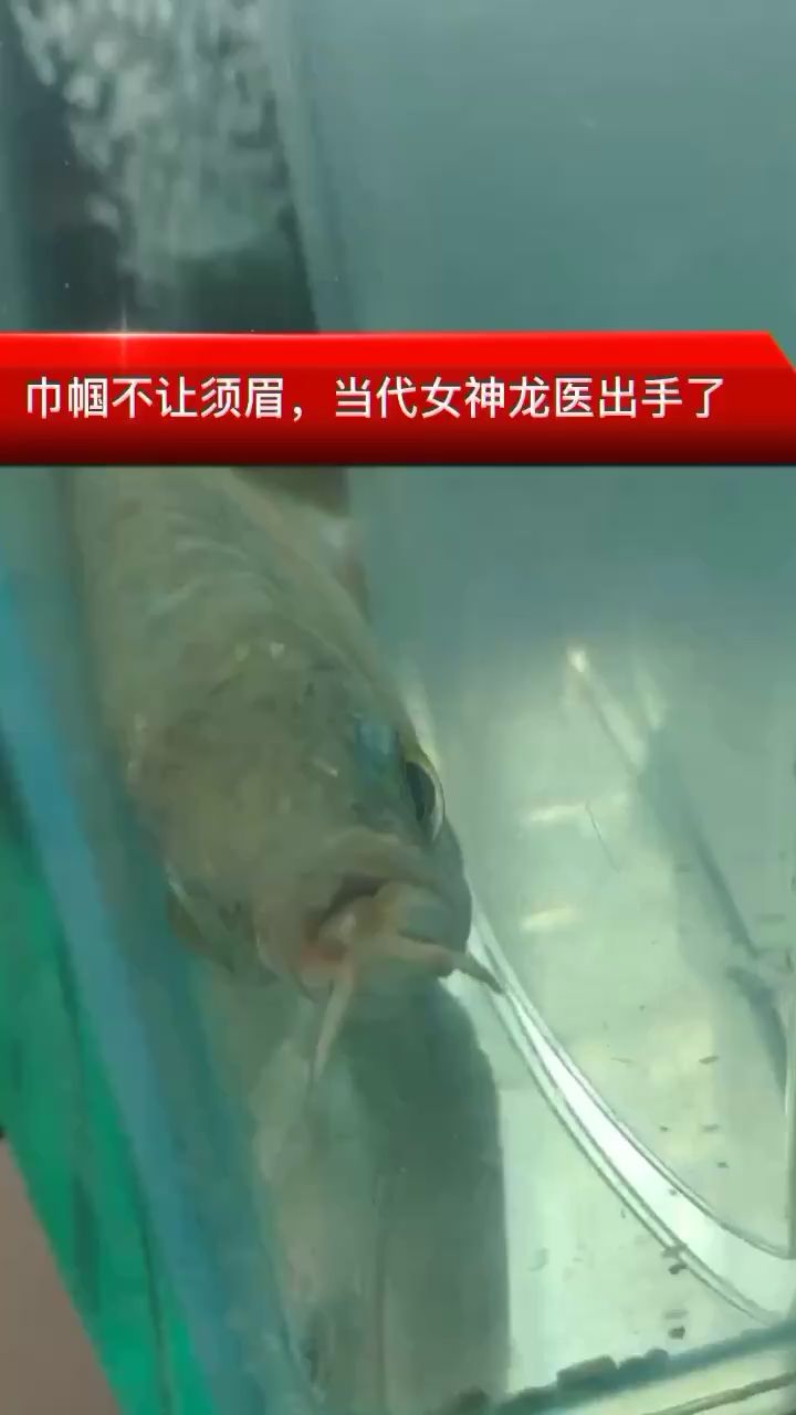 秦皇島觀賞魚市場更新一下現(xiàn)在的情況 觀賞魚市場（混養(yǎng)魚）