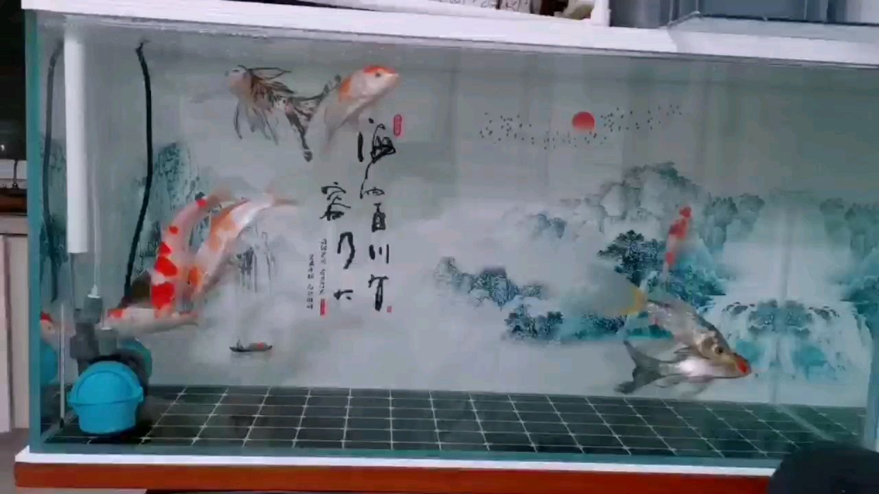 黃石觀賞魚市場喜喜