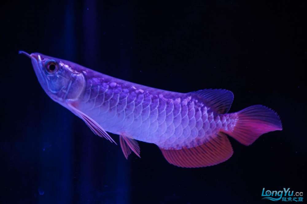 大興安嶺水族館求助:雙小金龍混養(yǎng)打斗散尾苦惱進(jìn)行中