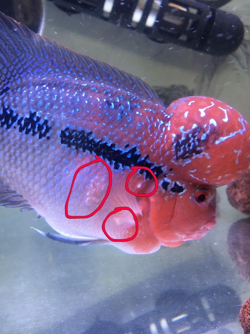 拉薩水族館求助大神小羅這是怎么了？ 金頭過背金龍魚 第2張