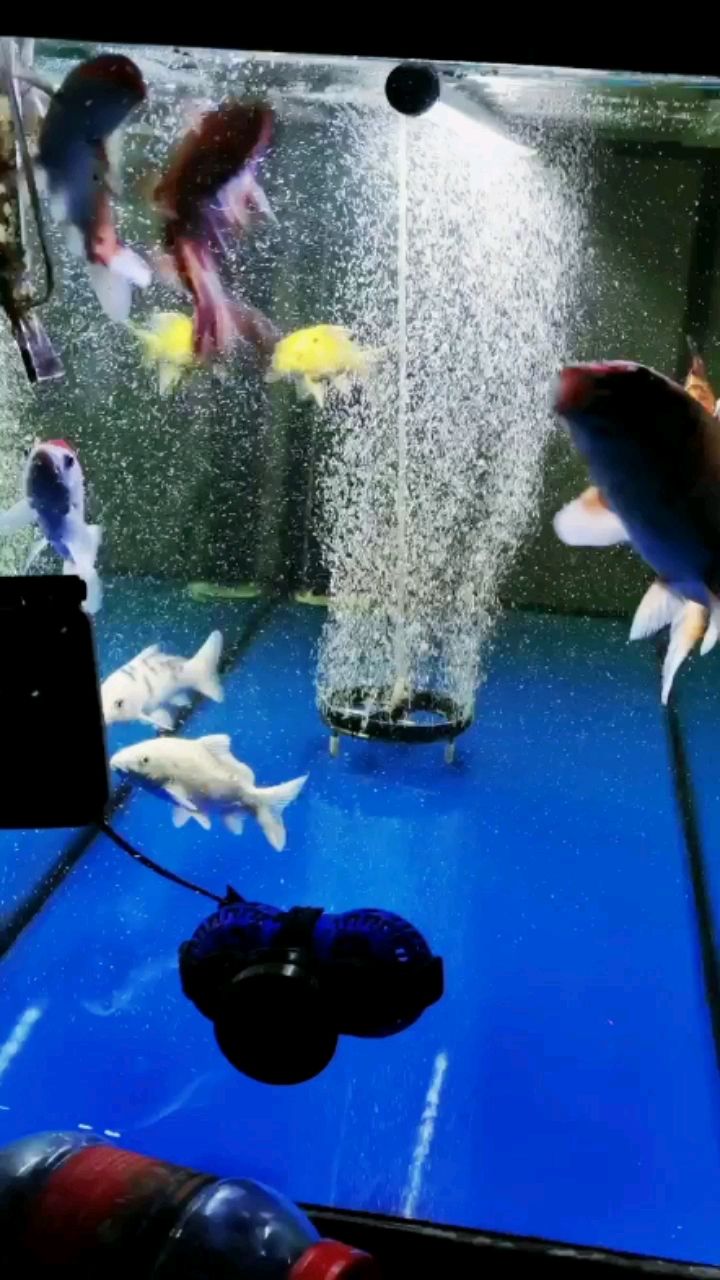 長治水族館回來喂喂魚