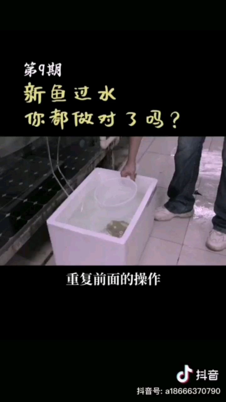 襄樊觀賞魚市場詳細的魟魚過水 觀賞魚市場（混養(yǎng)魚） 第2張