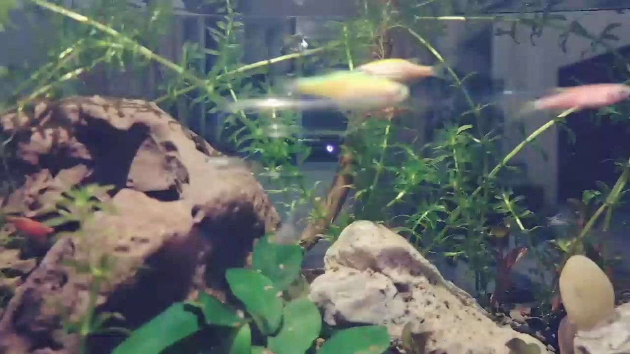 攀枝花水族館草缸 星點金龍魚 第2張