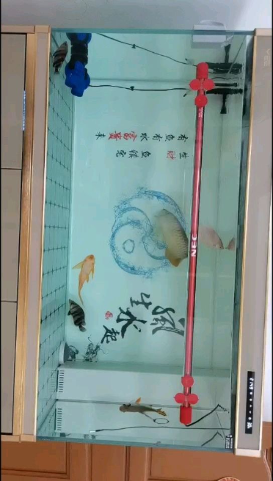 來(lái)賓水族館小龍已經(jīng)出售了轉(zhuǎn)讓給朋友了 龍魚(yú)百科 第2張