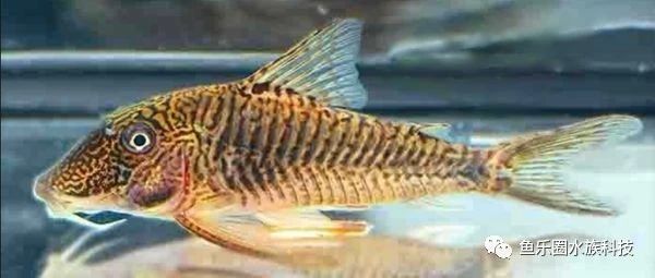 怒江傈僳族自治州觀賞魚市場(chǎng)長(zhǎng)翅葛瑞菲鼠Corydorasgeo