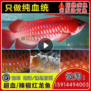 蕪湖觀賞魚市場(chǎng)龍哥魚鰭開了求助求助