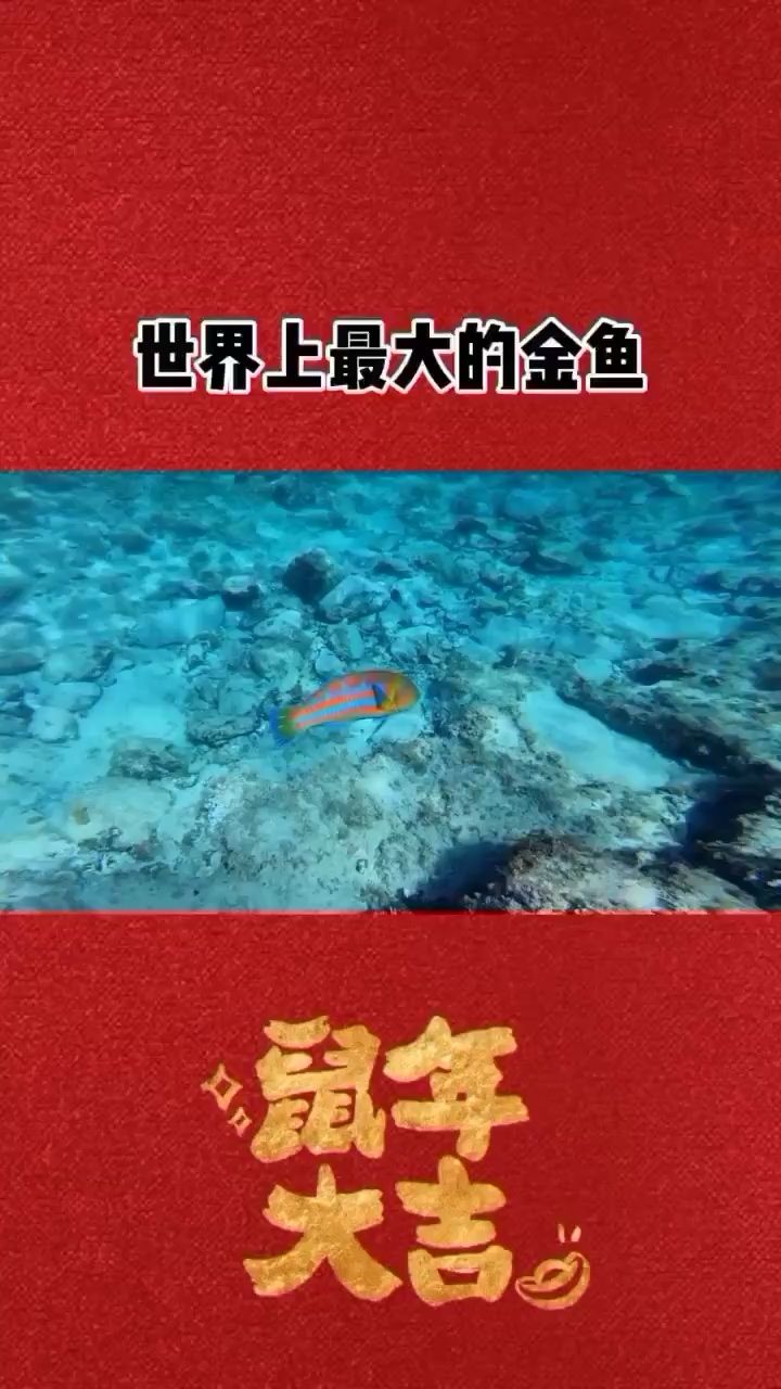 世界上最大的金魚