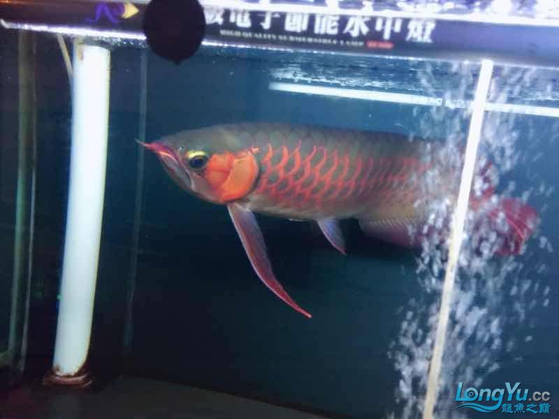 養(yǎng)魚男人最靠譜找個(gè)養(yǎng)魚男人嫁了吧