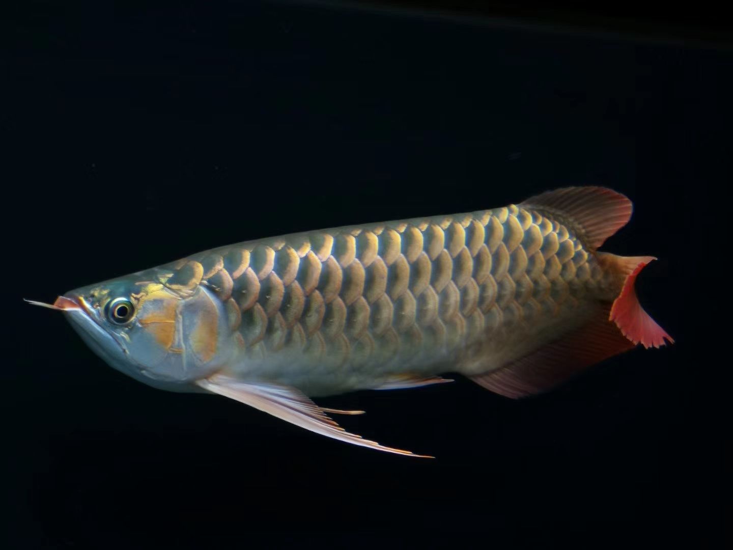 唐山水族館鴻京紅龍瑪卡紅龍中龍鑒賞 其他益生菌 第5張