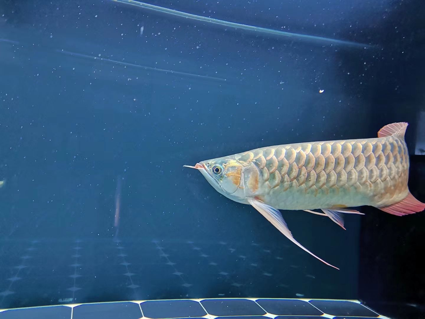 唐山水族館鴻京紅龍瑪卡紅龍中龍鑒賞 其他益生菌 第6張