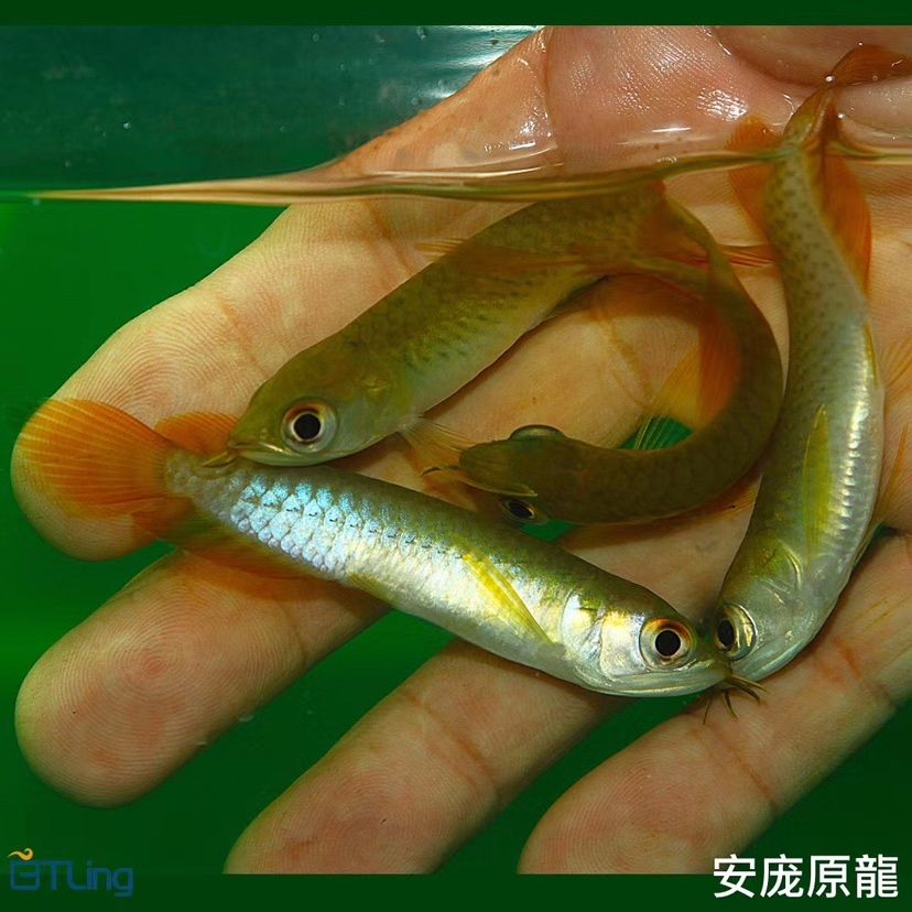 上饒水族館秀色可餐 魚(yú)缸水質(zhì)穩(wěn)定劑 第4張