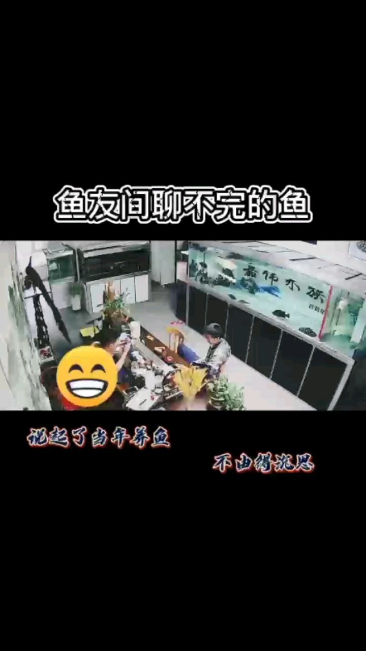 蘇州觀賞魚市場聊不完的養(yǎng)魚事 觀賞魚市場（混養(yǎng)魚） 第2張