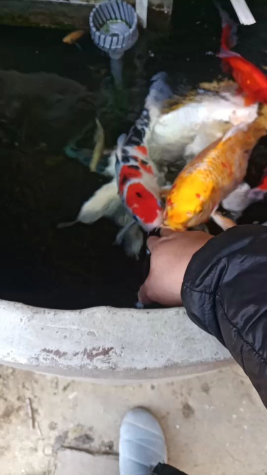 北京水族館上手了膽子越來越大了 申古銀版魚 第2張