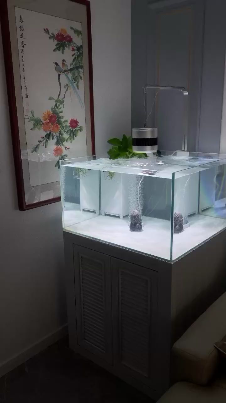 南京觀賞魚市場一屋三缸 觀賞魚市場（混養(yǎng)魚）