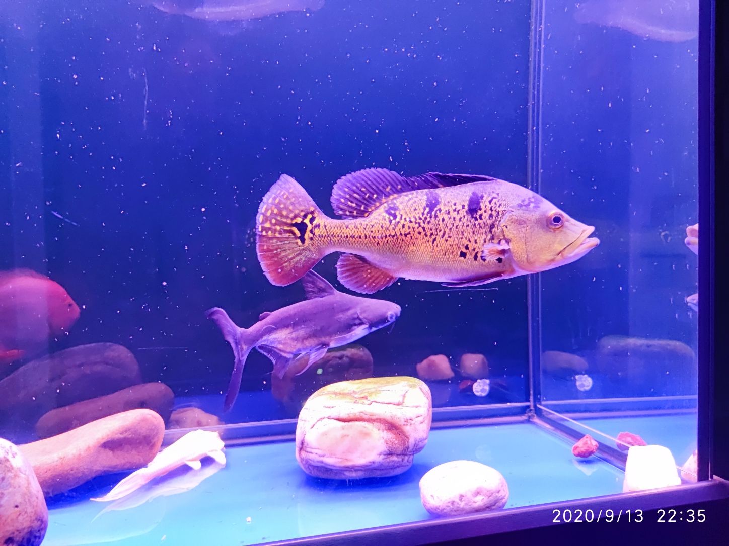 小魚缸大趣味 圖騰金龍魚 第4張