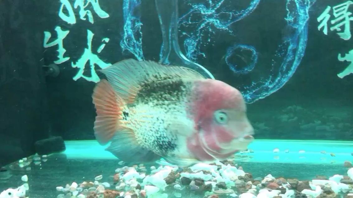 阿勒泰水族館825