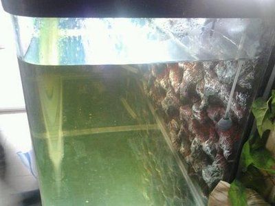 紅龍魚苗選購指南（-購買紅龍魚苗時應(yīng)注意哪些事項） 水族問答