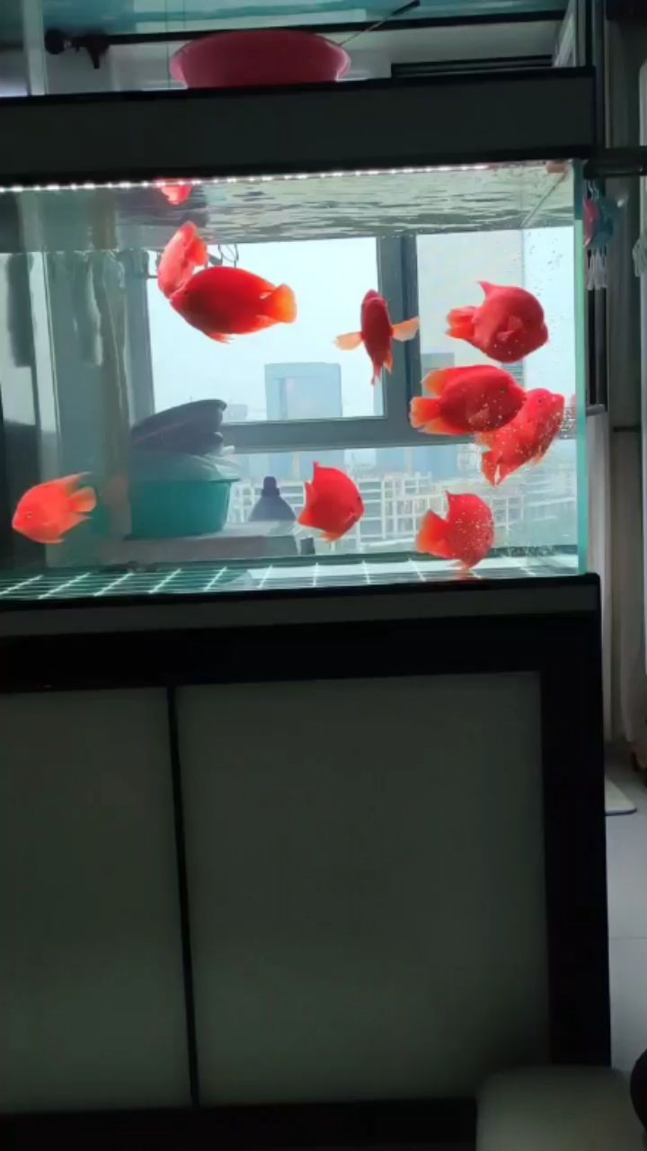 喝著茶賞著魚也是件快事 鸚鵡魚 第2張