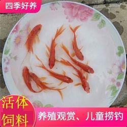 河源觀賞魚市場我的不挑食