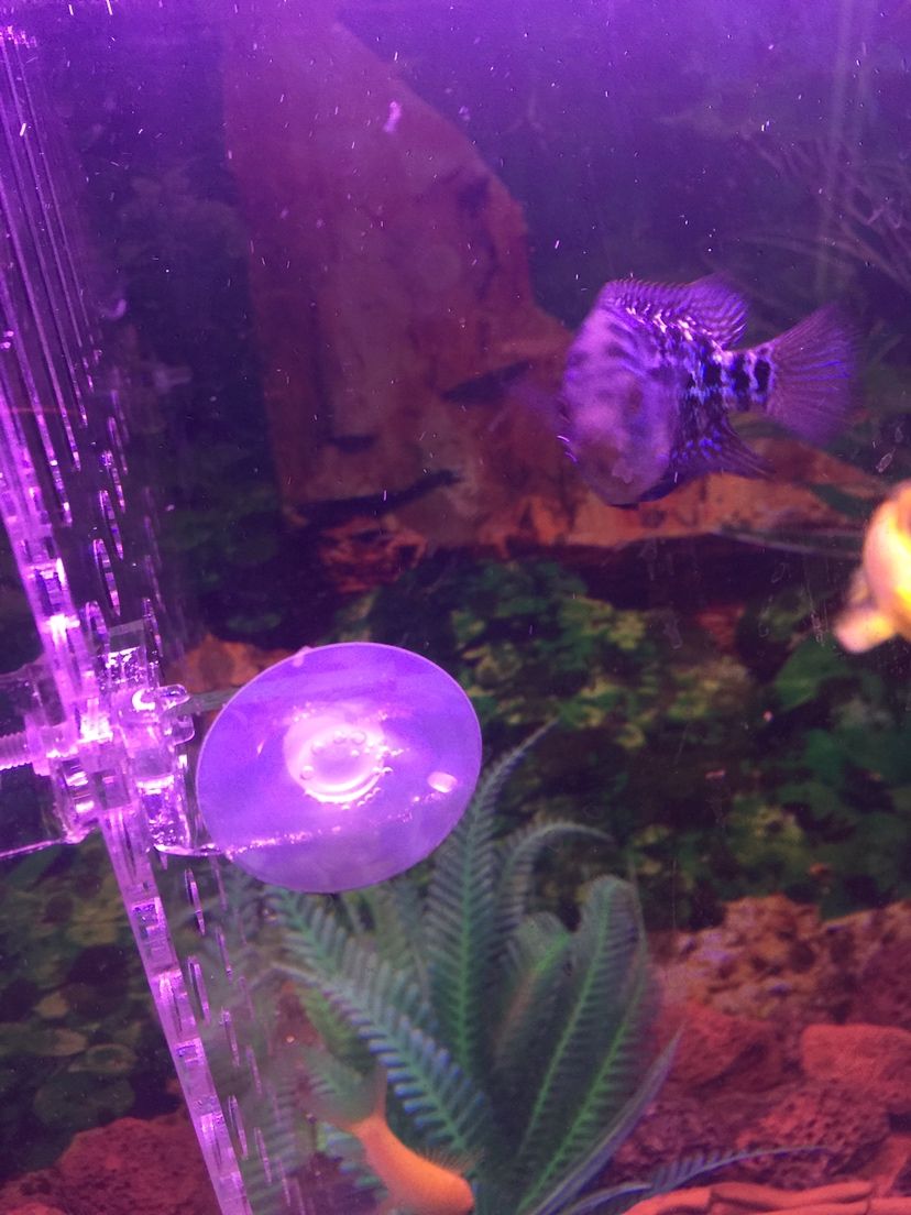 阿勒泰水族館大神幫我看看這魚起頭沒有？ 斑馬鴨嘴魚苗 第4張