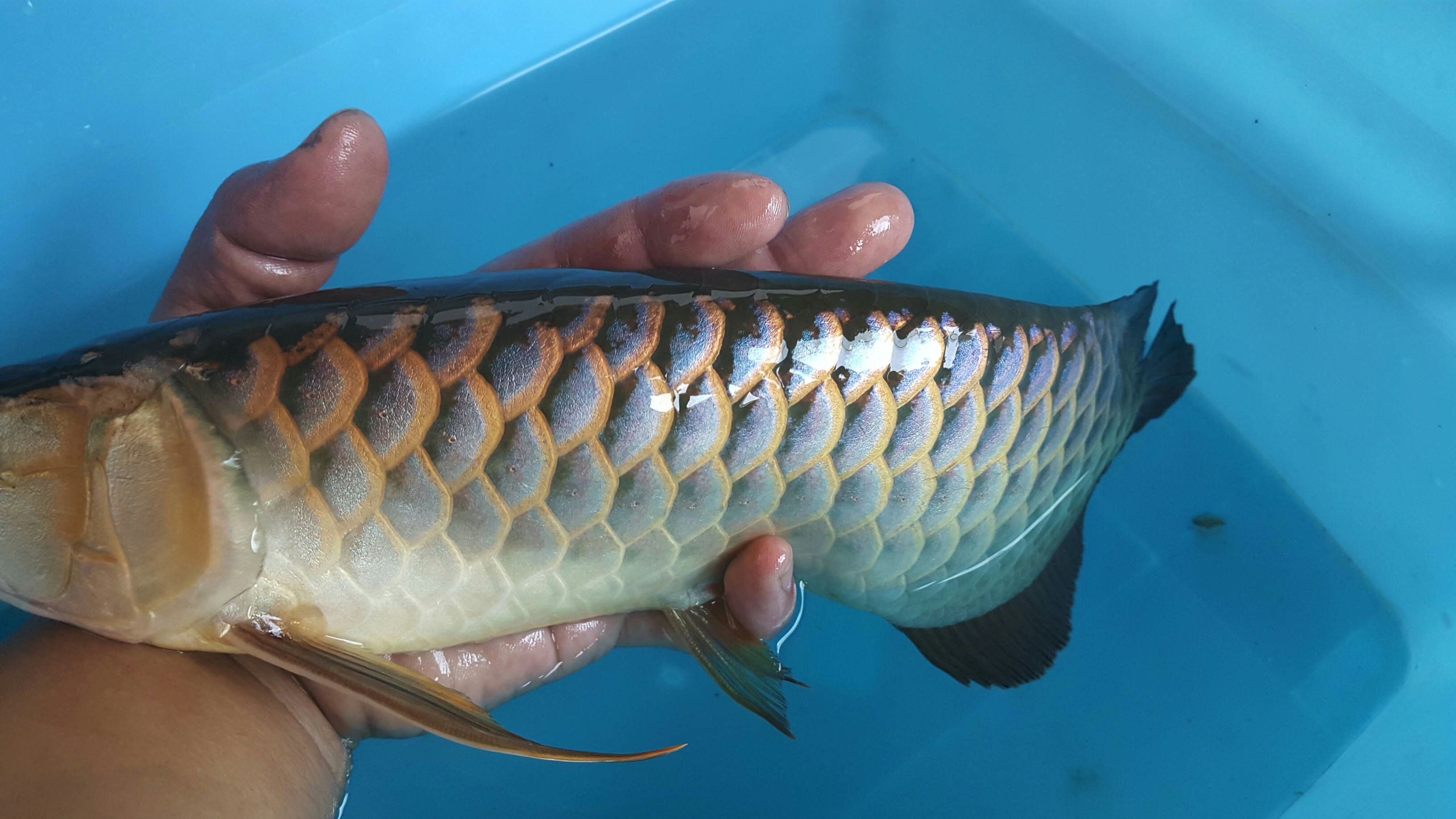 苗條淑女已經(jīng)不再是君子好逑 紅頭利魚(yú) 第7張