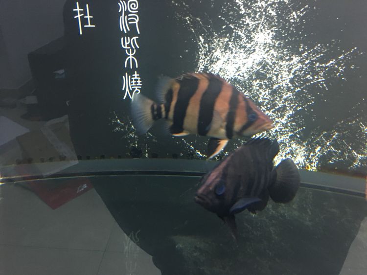 宜賓水族館每個月總有那么幾天?