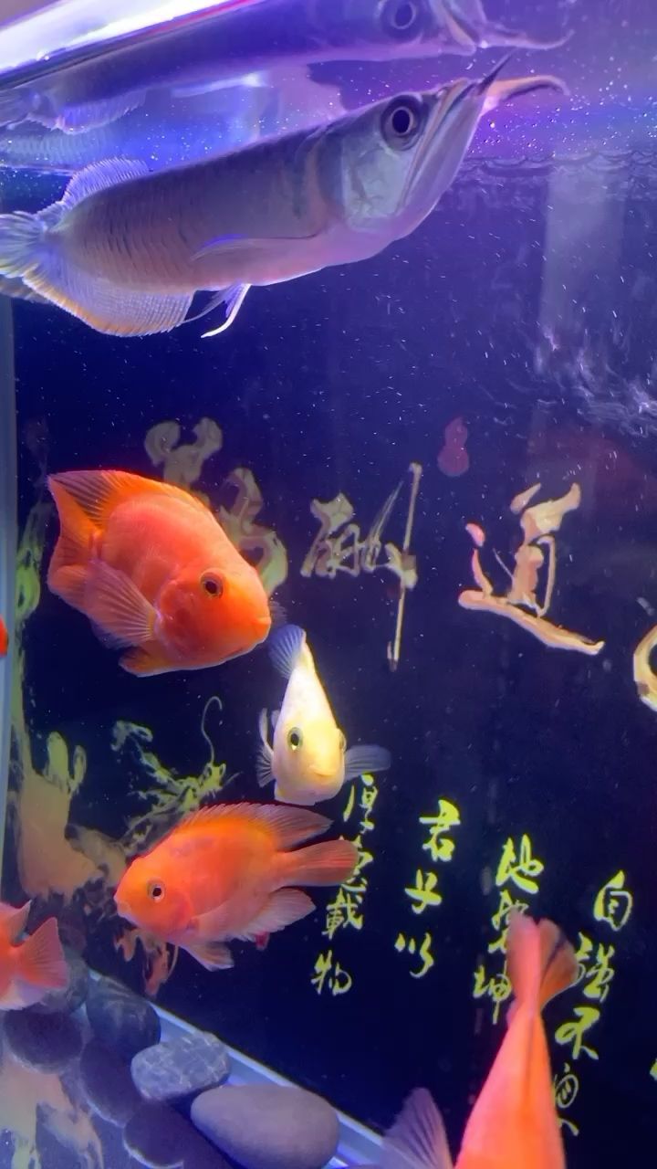 剛請回來 黃金達摩魚