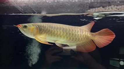 紅龍魚魚鰭上有豎黑線怎么回事（紅龍魚魚鰭上出現(xiàn)豎黑線可能由多種因素引起） 龍魚百科 第3張