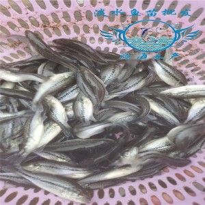 那曲觀賞魚市場鸚鵡魚自制魚糧 鸚鵡魚 第1張