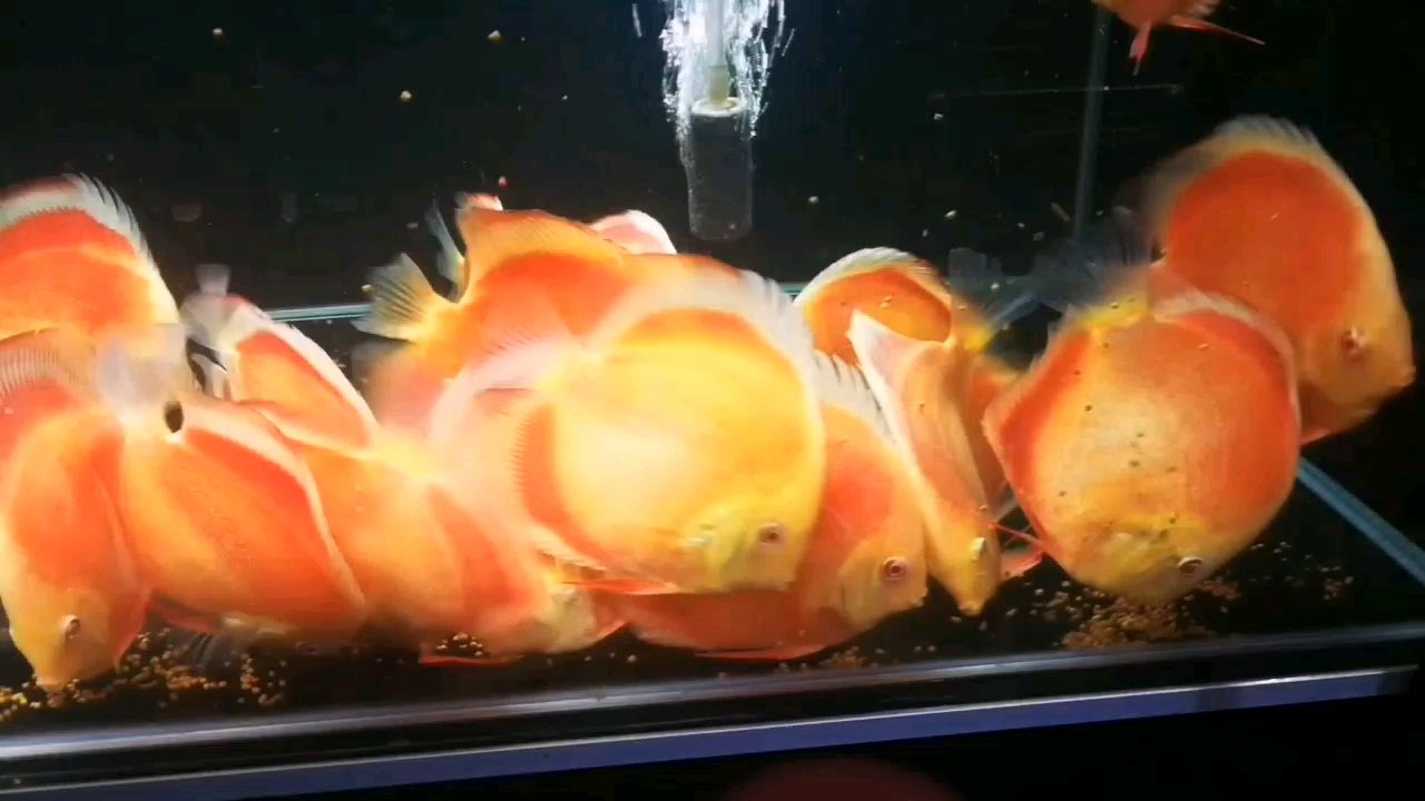 陽泉水族館白化財神